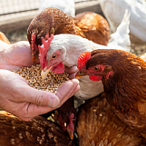 Мраморная крошка как добавка в комбикорм для куриц Мраморная крошка как добавка в комбикорм для куриц